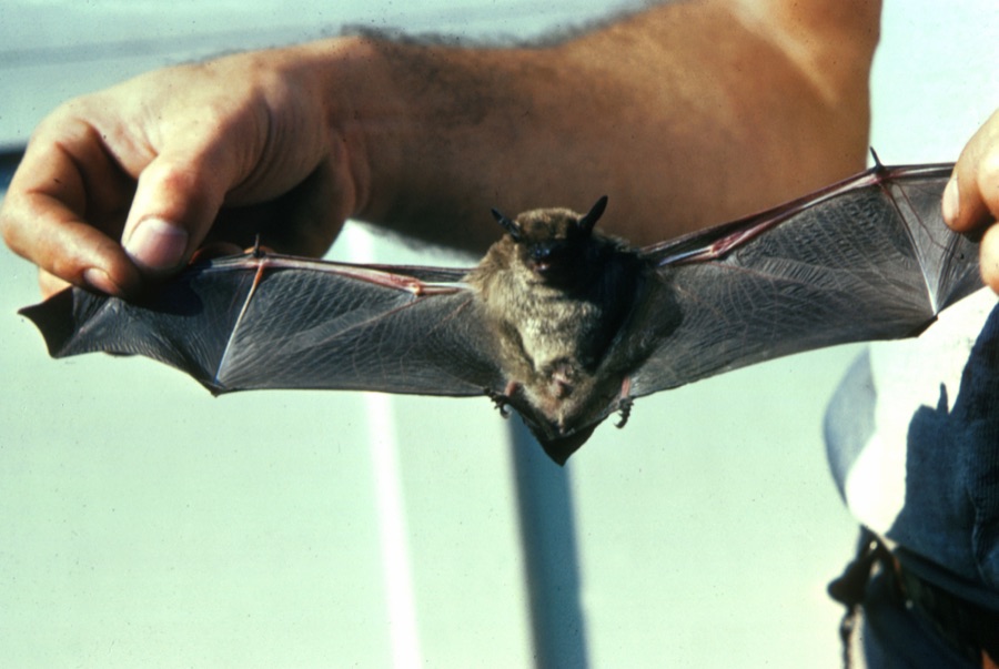 Bat removal guide