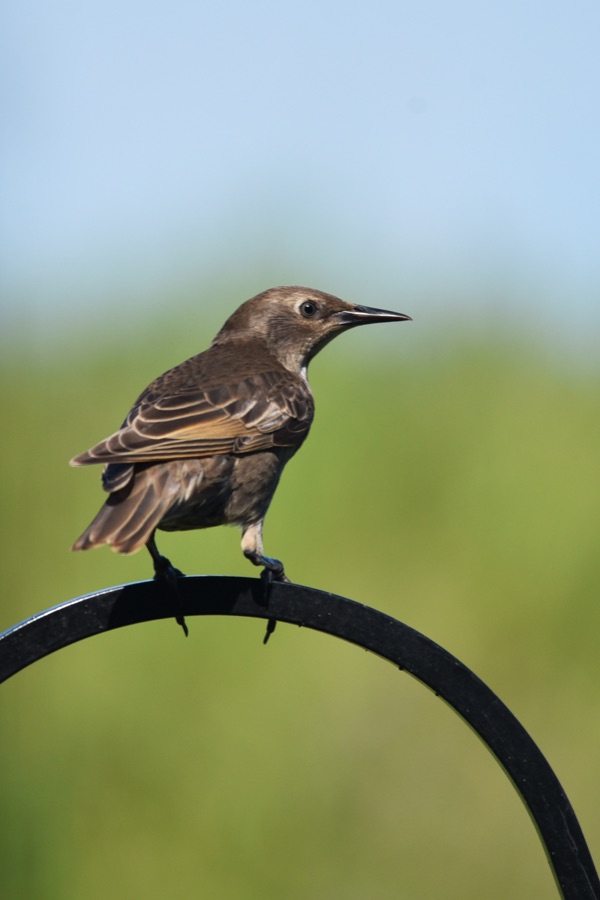Nuisance Bird