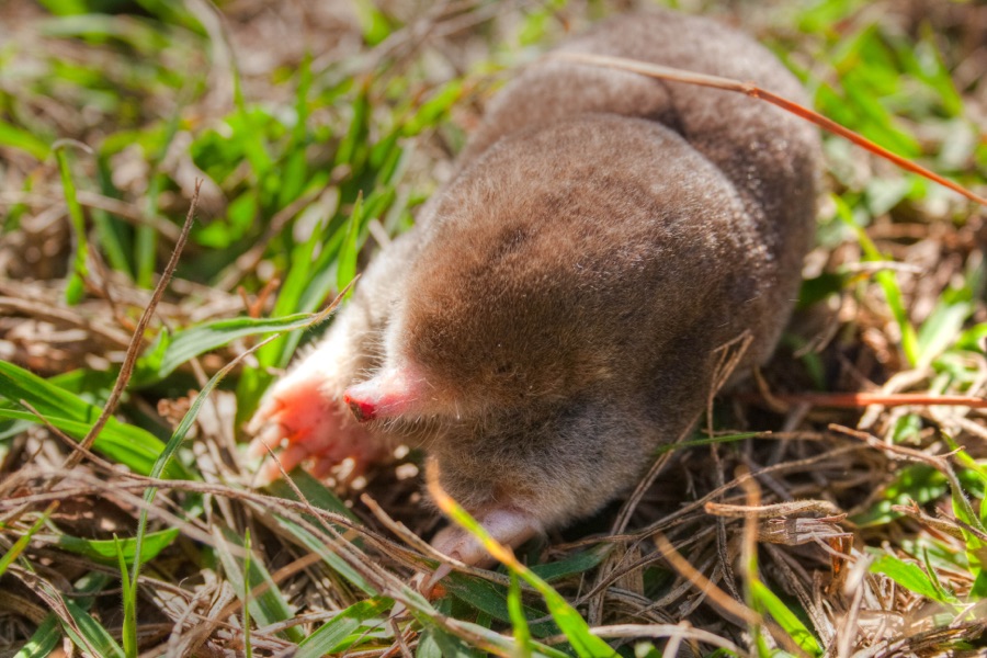 Mole