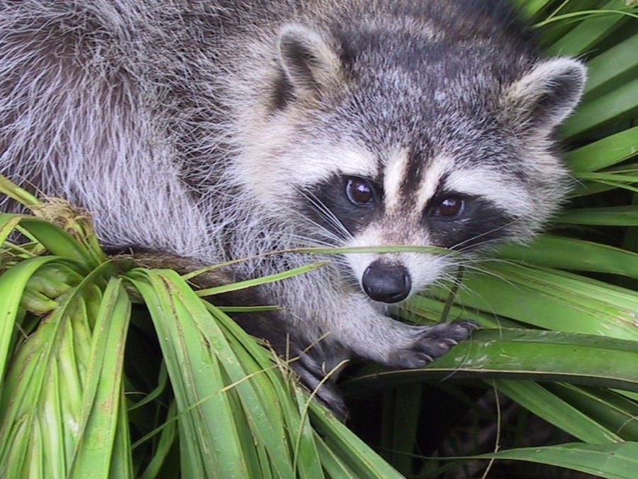 Raccoon removal guide