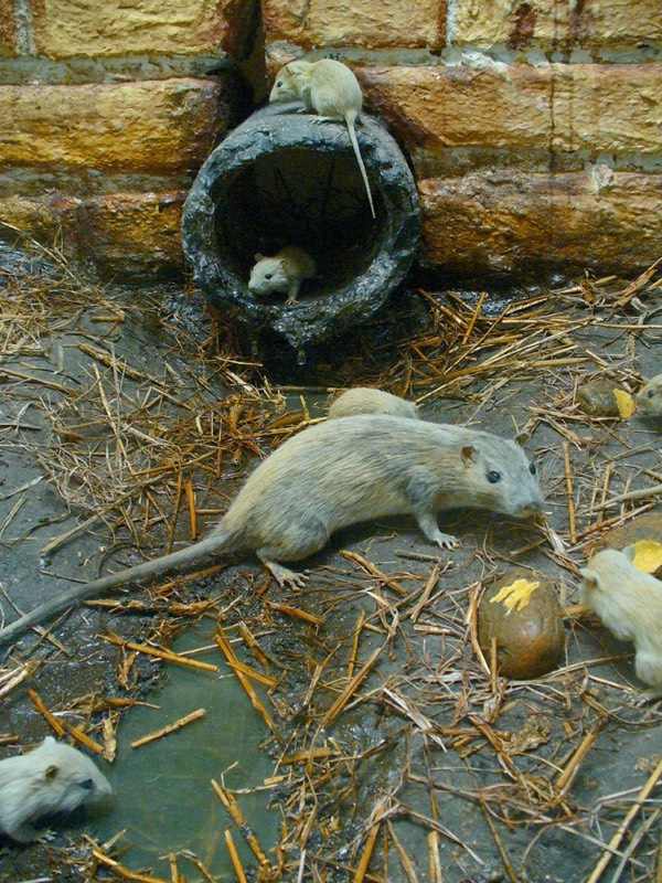 Rat & Mouse removal guide