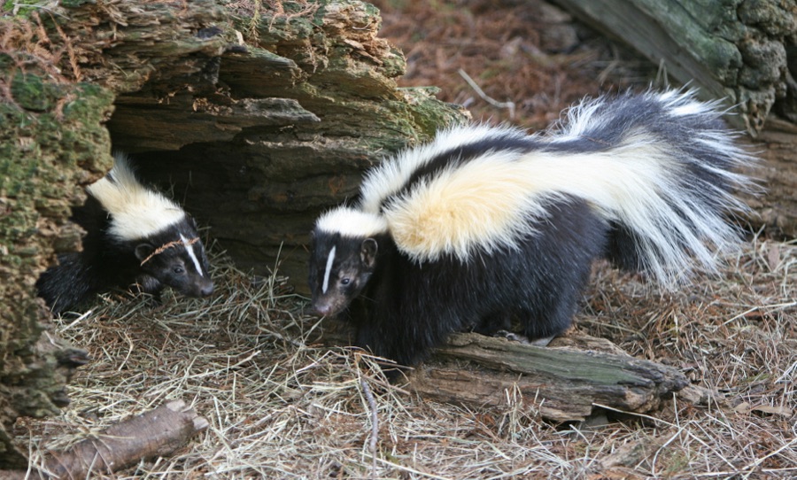 Skunk removal guide