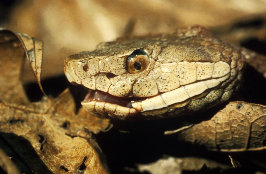 Snake removal guide