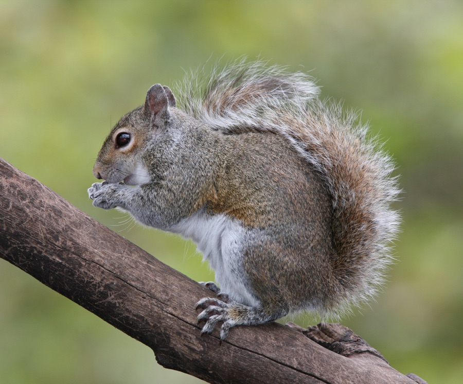Squirrel removal guide